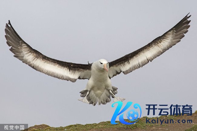 信天翁（图源：视觉中国）